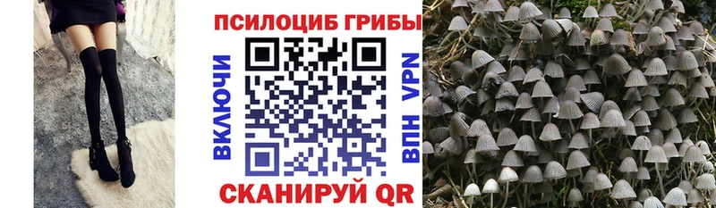 Галлюциногенные грибы Psilocybe  Грязи 